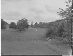 Dromoland golf course (5)