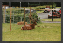 Deer on a deer farm